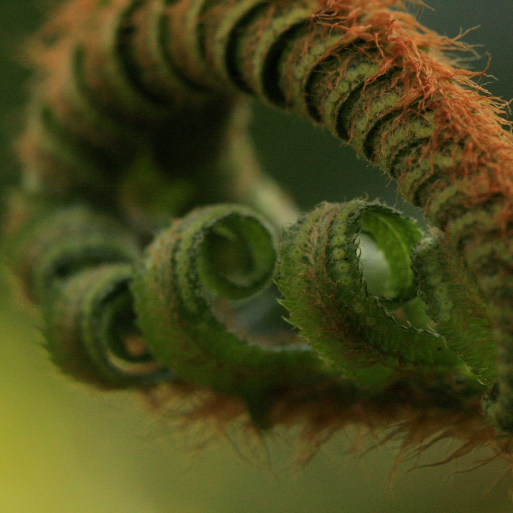 Dryopteris filix-mas - Helecho macho común