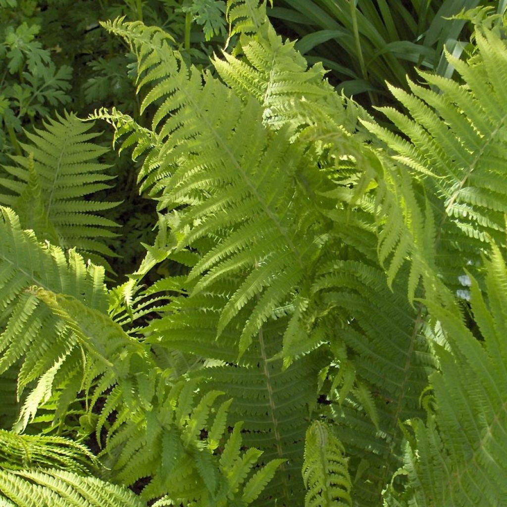 Fougère, Dryopteris filix-mas Crispa Cristata