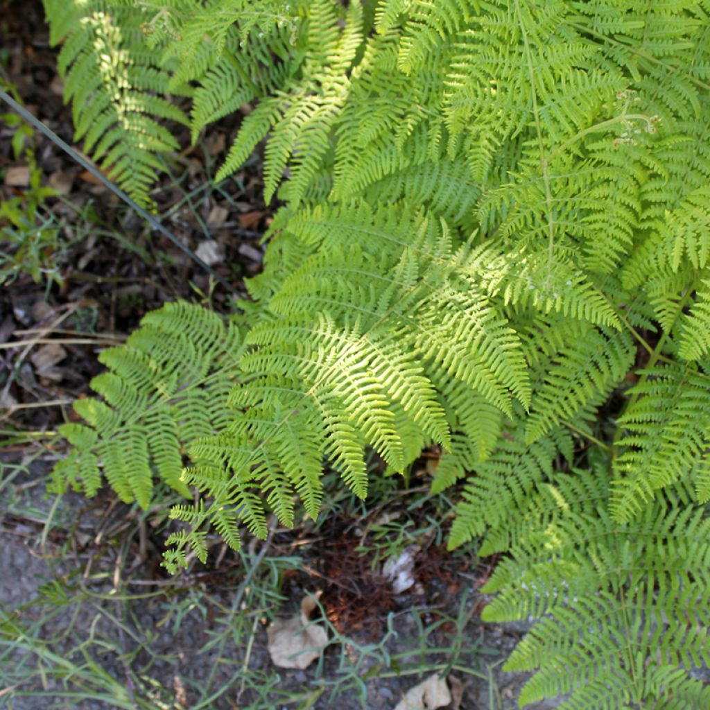 Dryopteris filix-mas - Helecho macho común