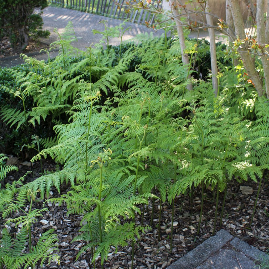 Dryopteris filix-mas - Helecho macho común