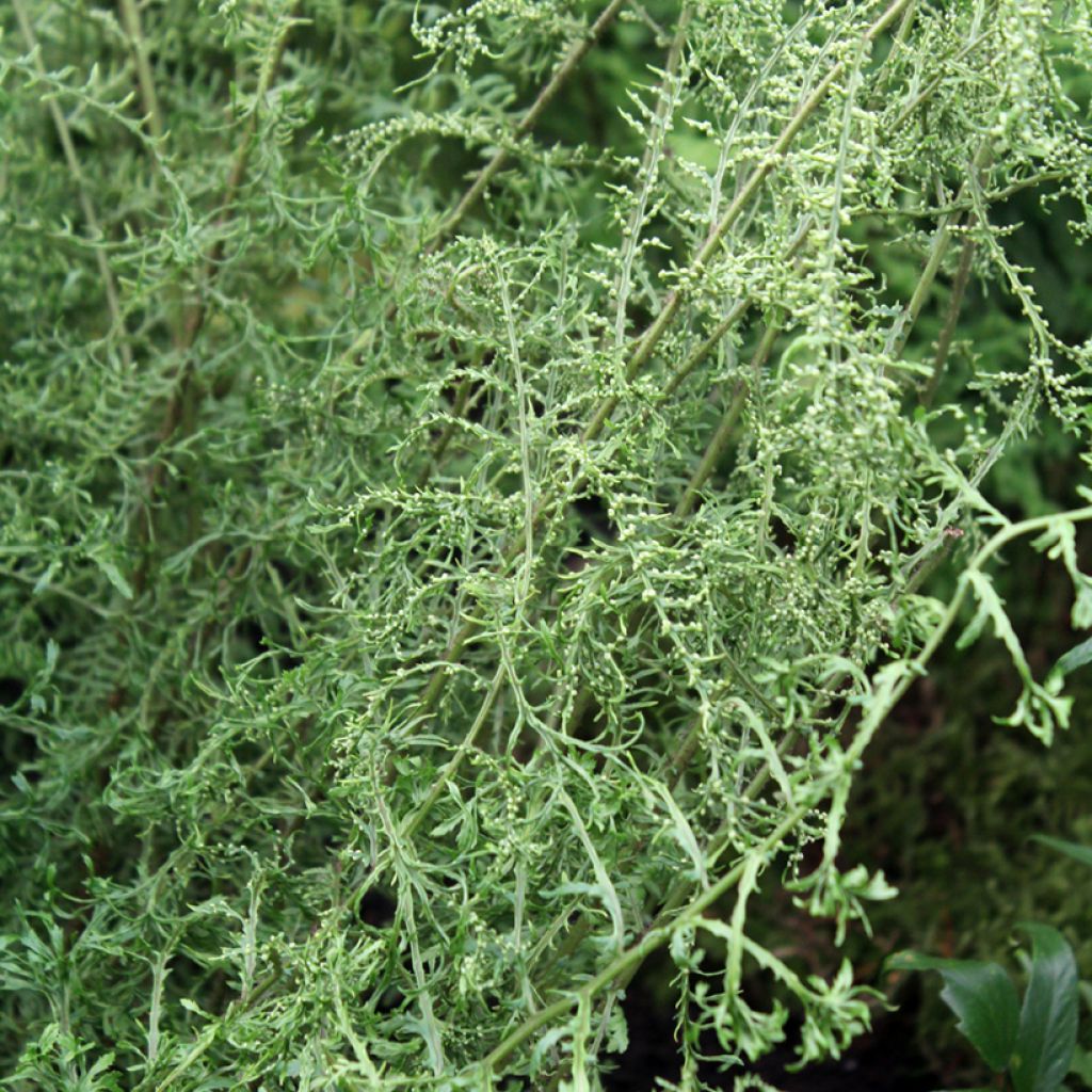 Dryopteris filix-mas Linearis Polydactyla - Helecho macho común