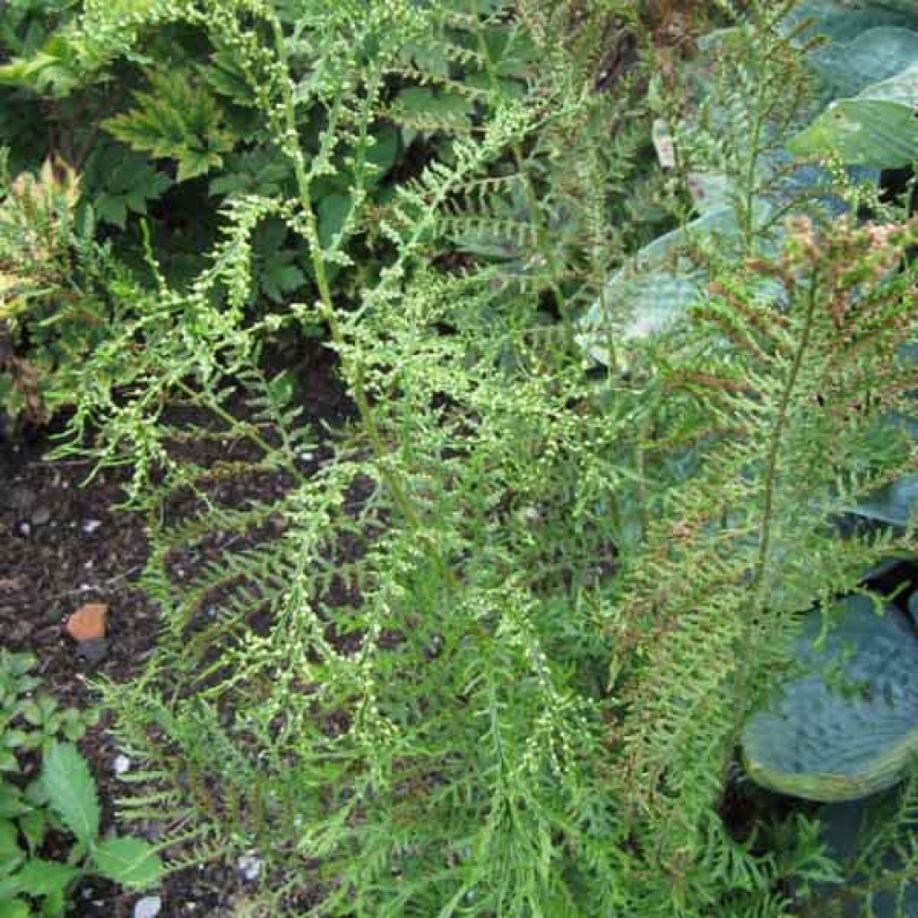 Dryopteris filix-mas Linearis Polydactyla - Helecho macho común