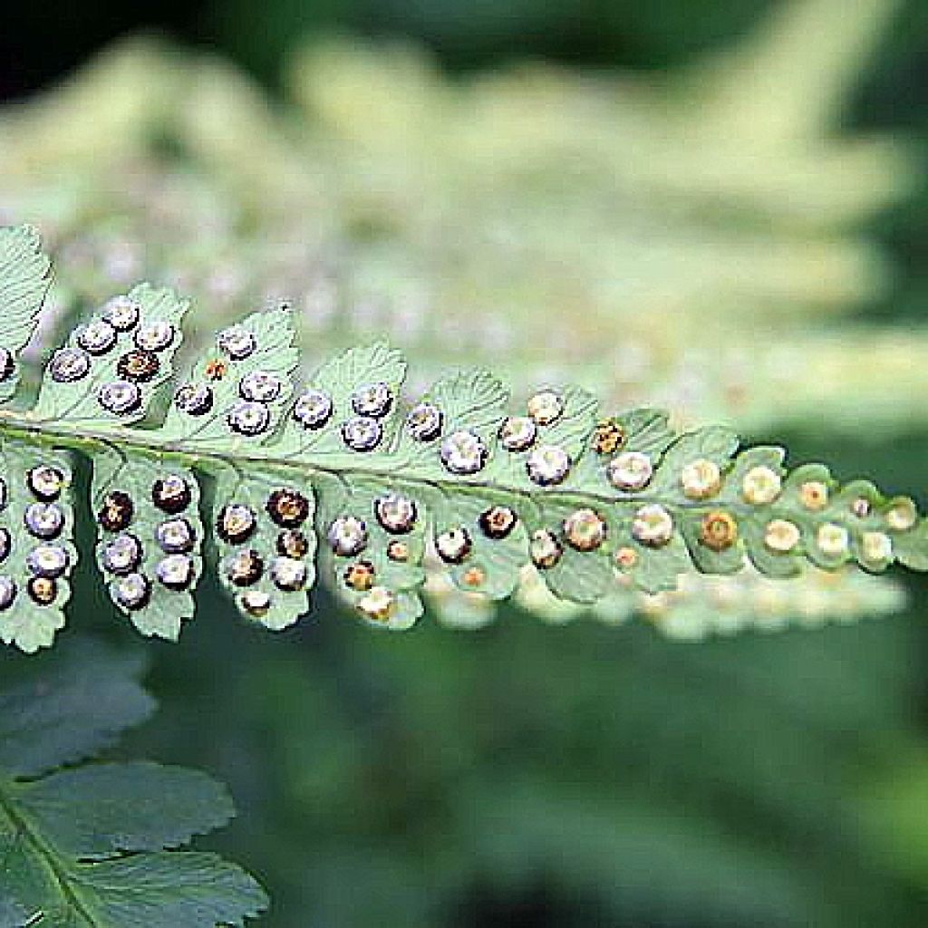 Dryopteris ludoviciana - Helecho