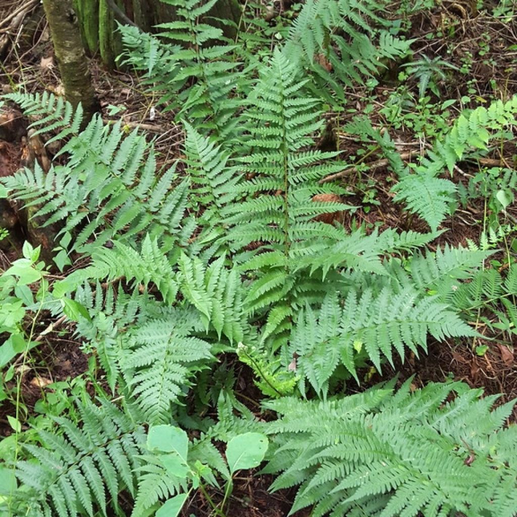 Dryopteris ludoviciana - Helecho