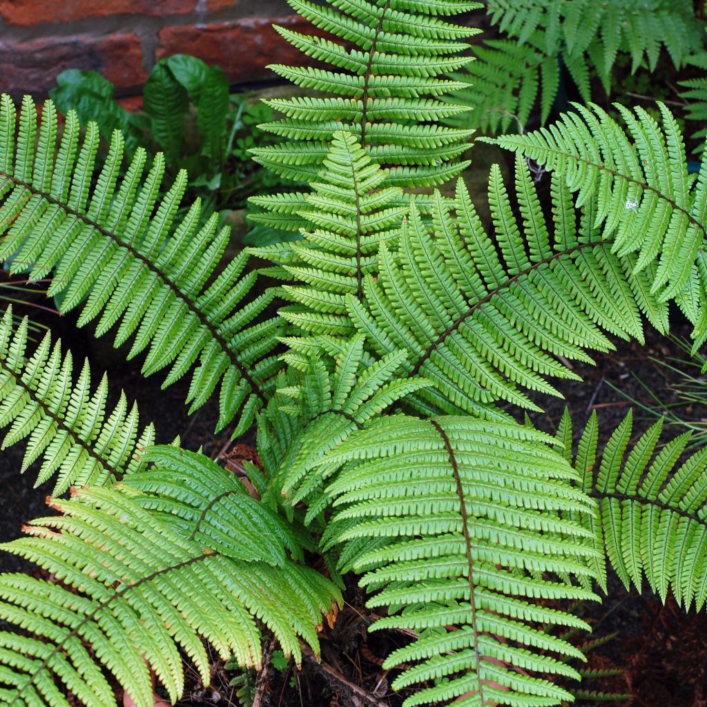 Dryopteris wallichiana - Helecho de Wallich