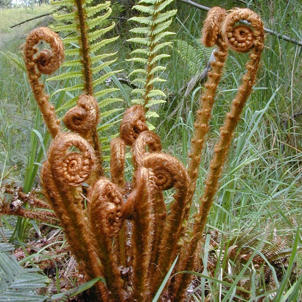 Dryopteris wallichiana - Helecho de Wallich