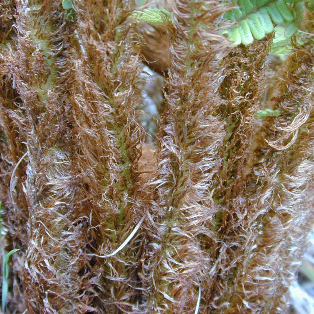 Dryopteris wallichiana - Helecho de Wallich