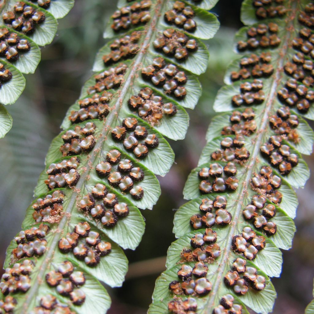 Dryopteris wallichiana - Helecho de Wallich