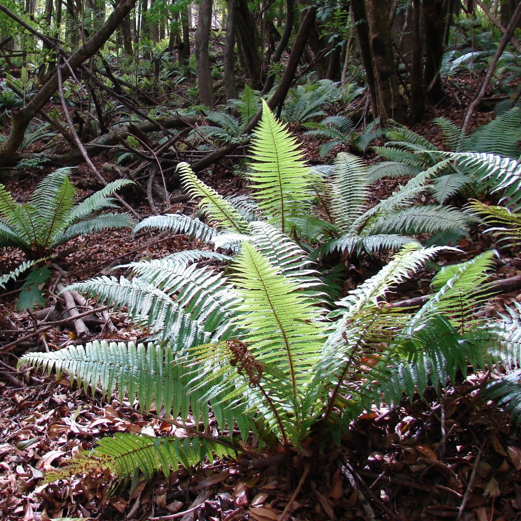 Dryopteris wallichiana - Helecho de Wallich