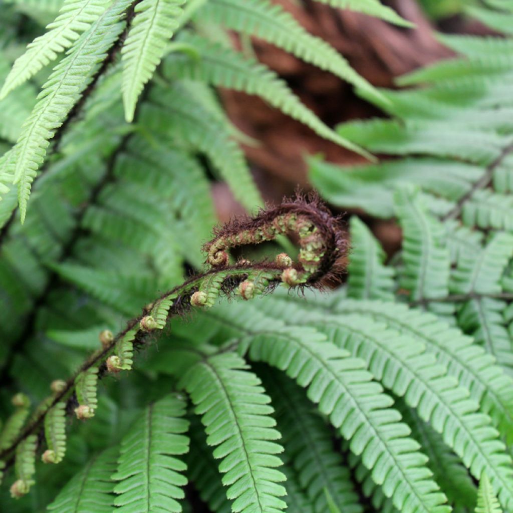 Dryopteris wallichiana - Helecho de Wallich