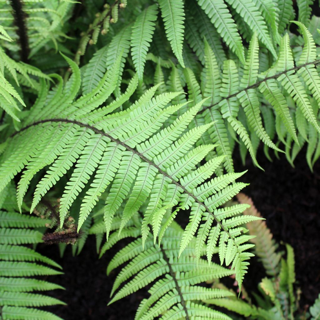 Dryopteris wallichiana - Helecho de Wallich