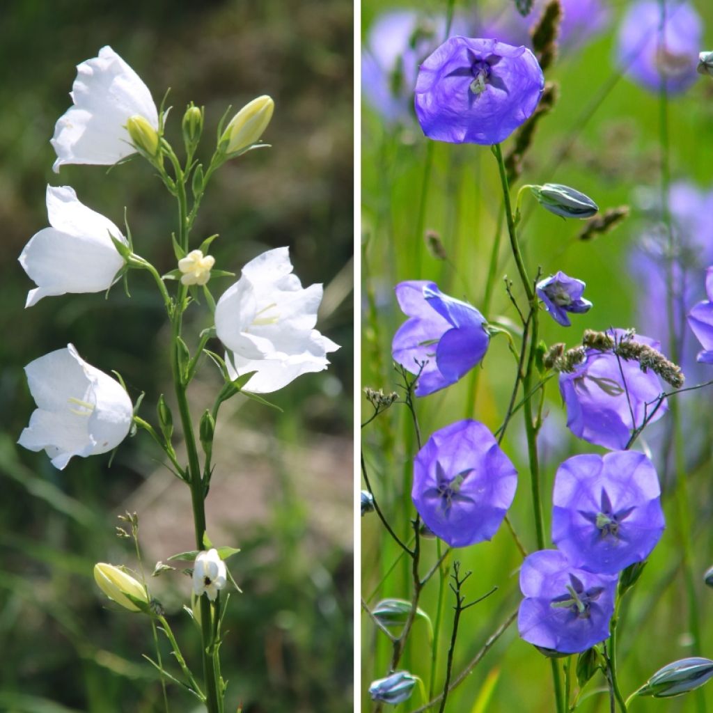 Dúo de Campanillas con flores azul y blanco tipo melocotón