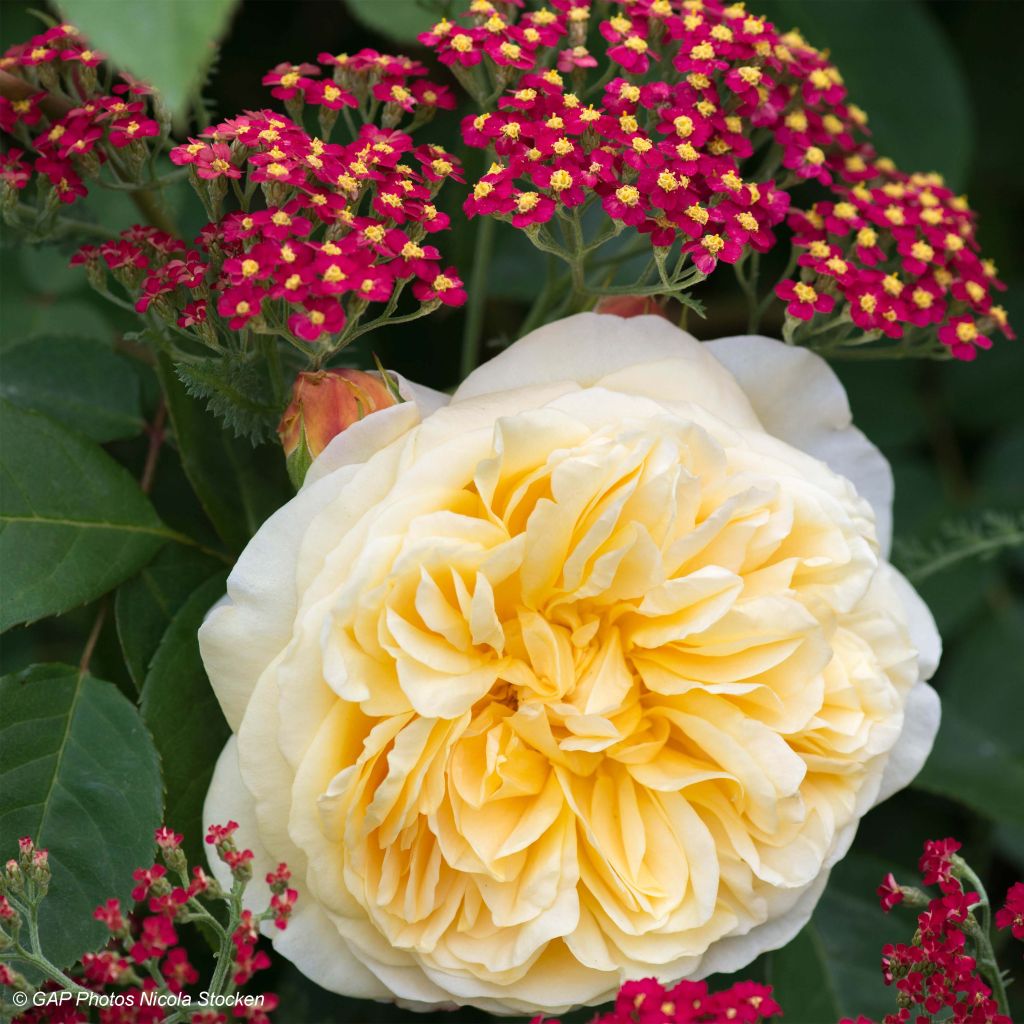 Duo Champêtre - Duo de Rosier et d'achillées