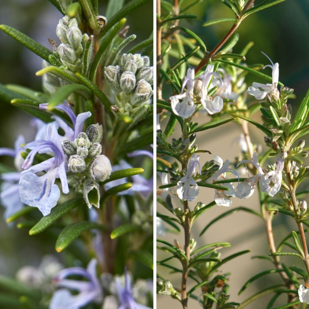 Dúo de Romeros azul y blanco