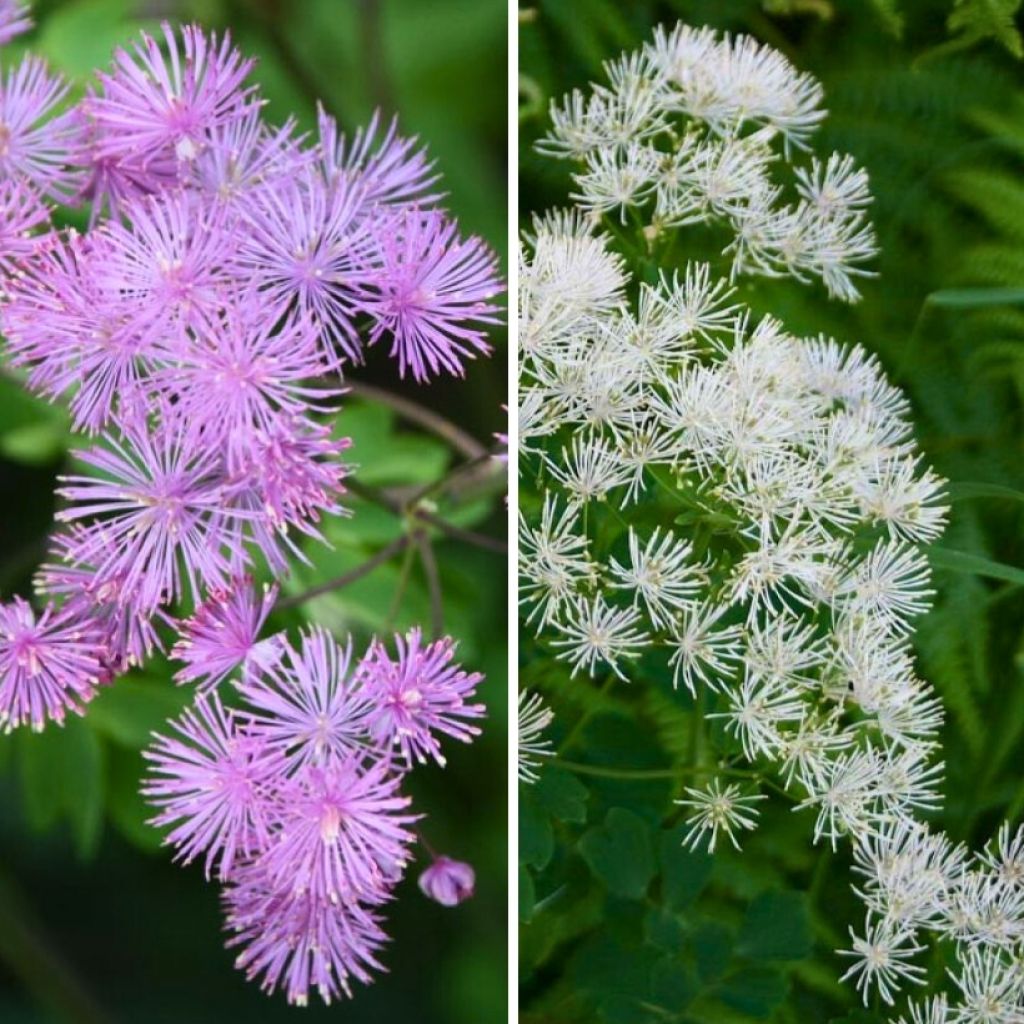 Dúo Thalictrum aquilegifolium