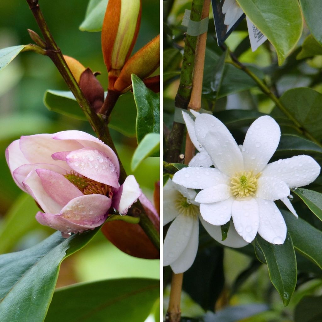 Dúo de Michelias - Pequeños Magnolios perfumados