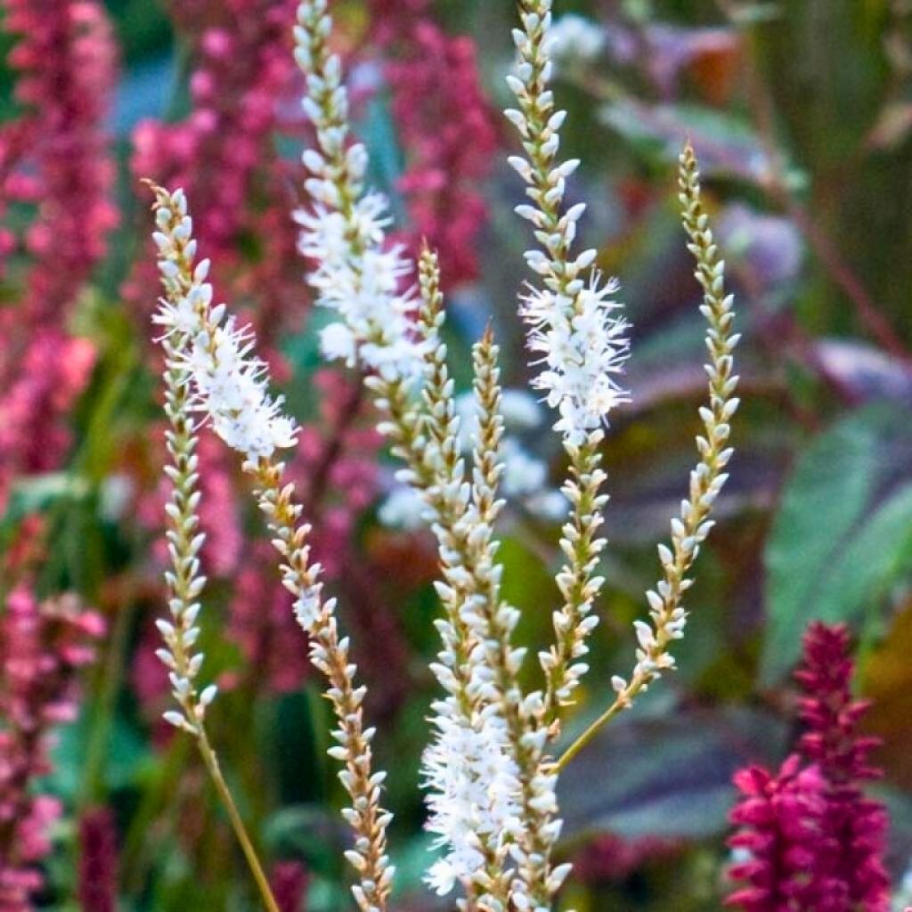 Dúo de Polygonum: contraste entre púrpura y blanco