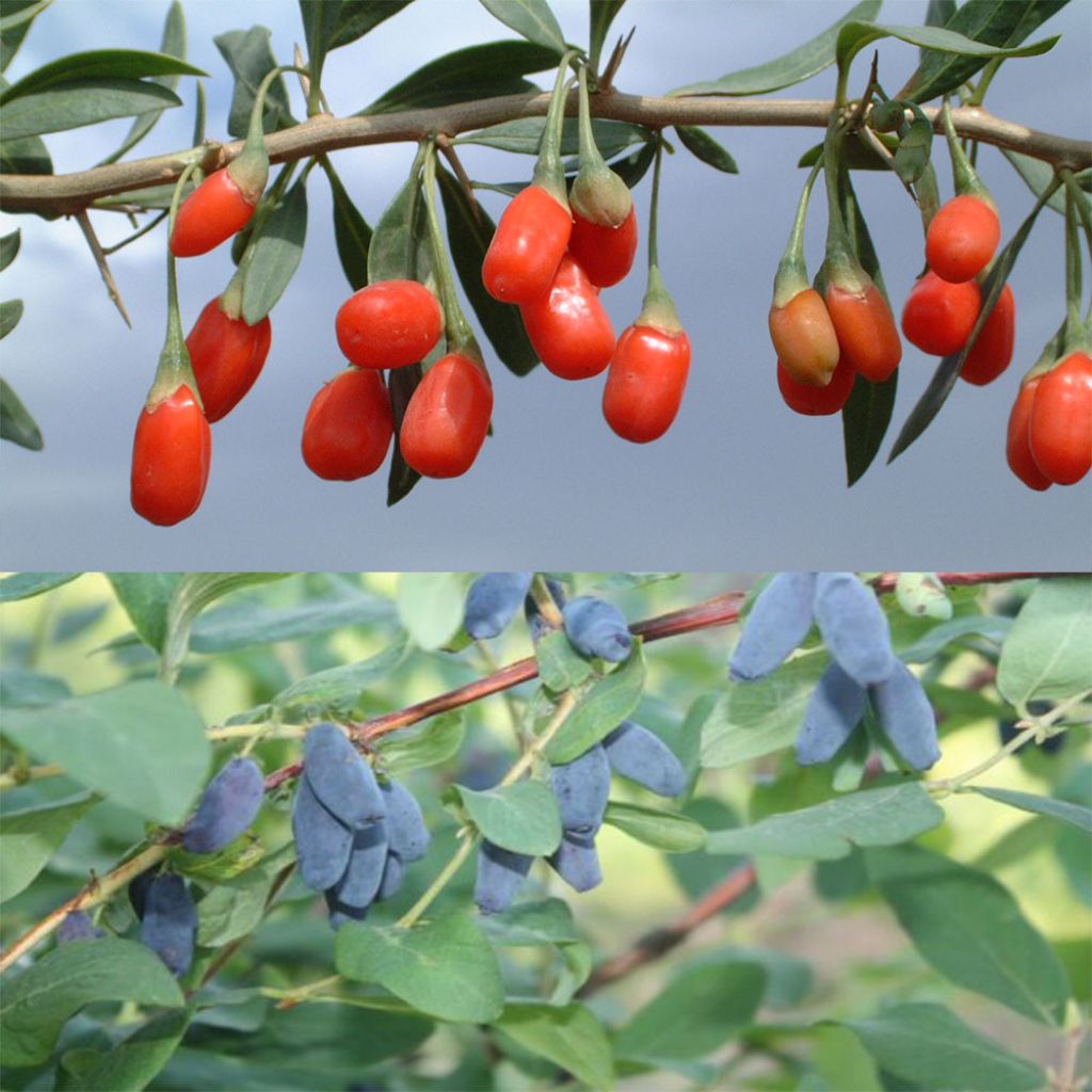 Duo vitaminé : Goji + Baie de Mai