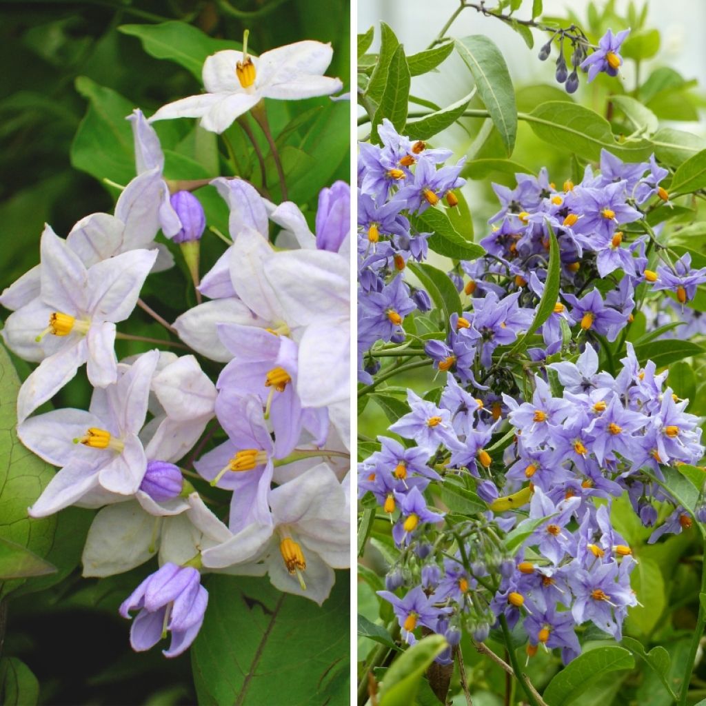 Dúo Solanum jasminoides - jazmín falso