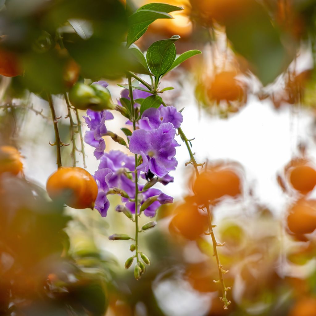 Duranta repens ou erecta - Vanillier de Cayenne