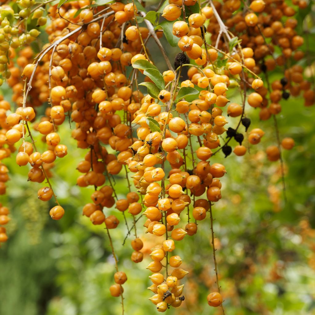 Duranta repens ou erecta - Vanillier de Cayenne