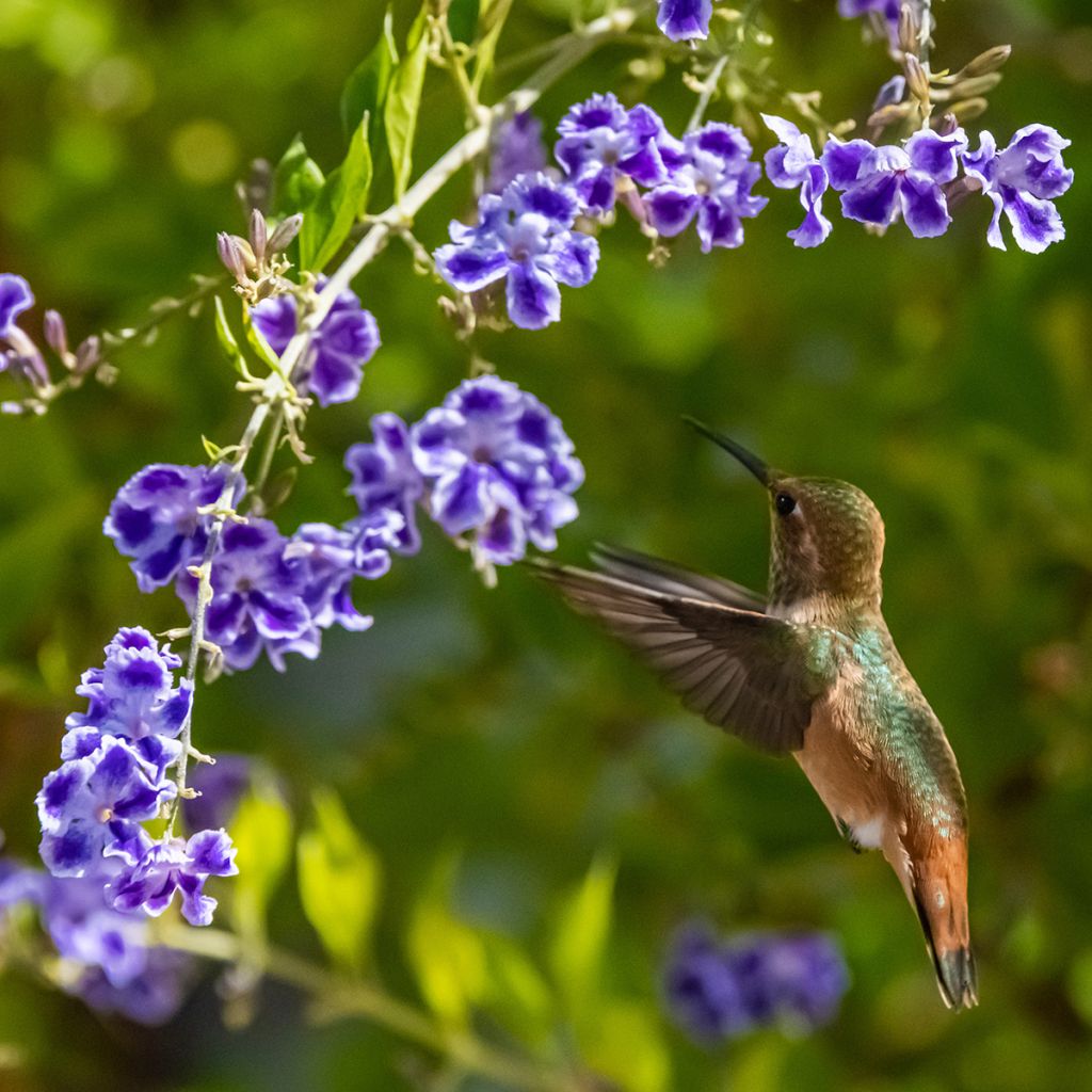 Duranta repens ou erecta - Vanillier de Cayenne