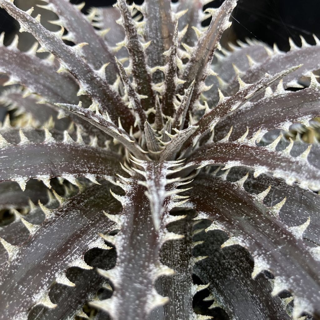 Dyckia Brittle Star - Broméliacée