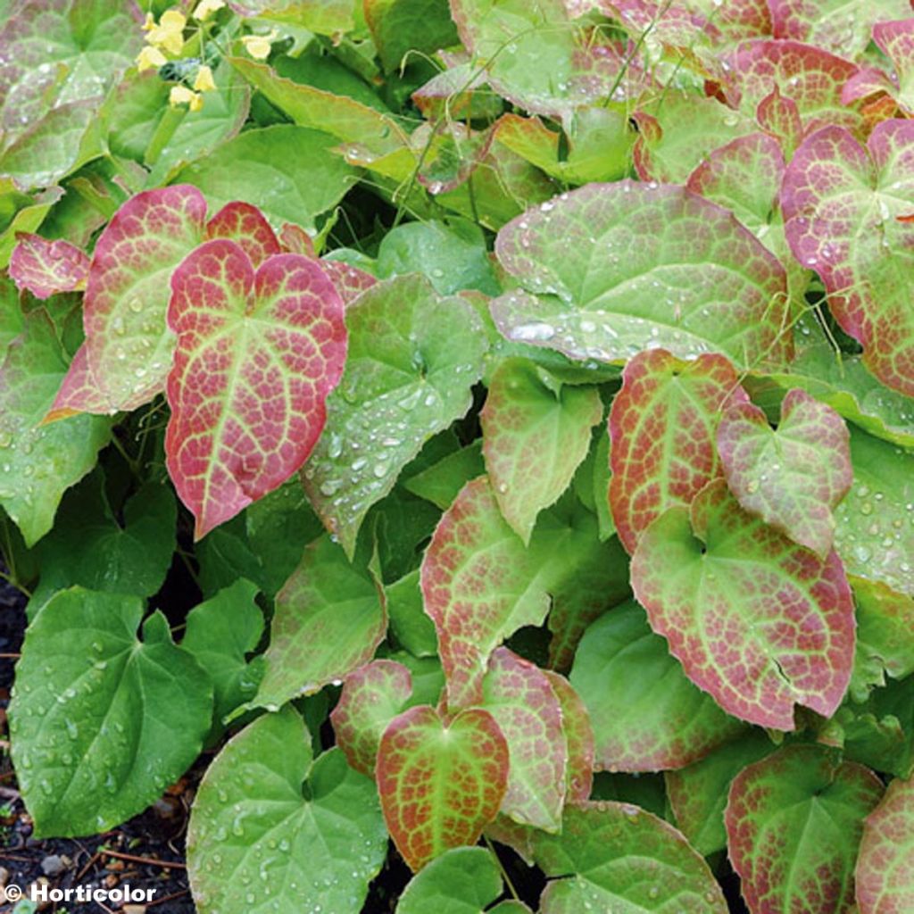 Epimedium perralchicum, Fleur des elfes