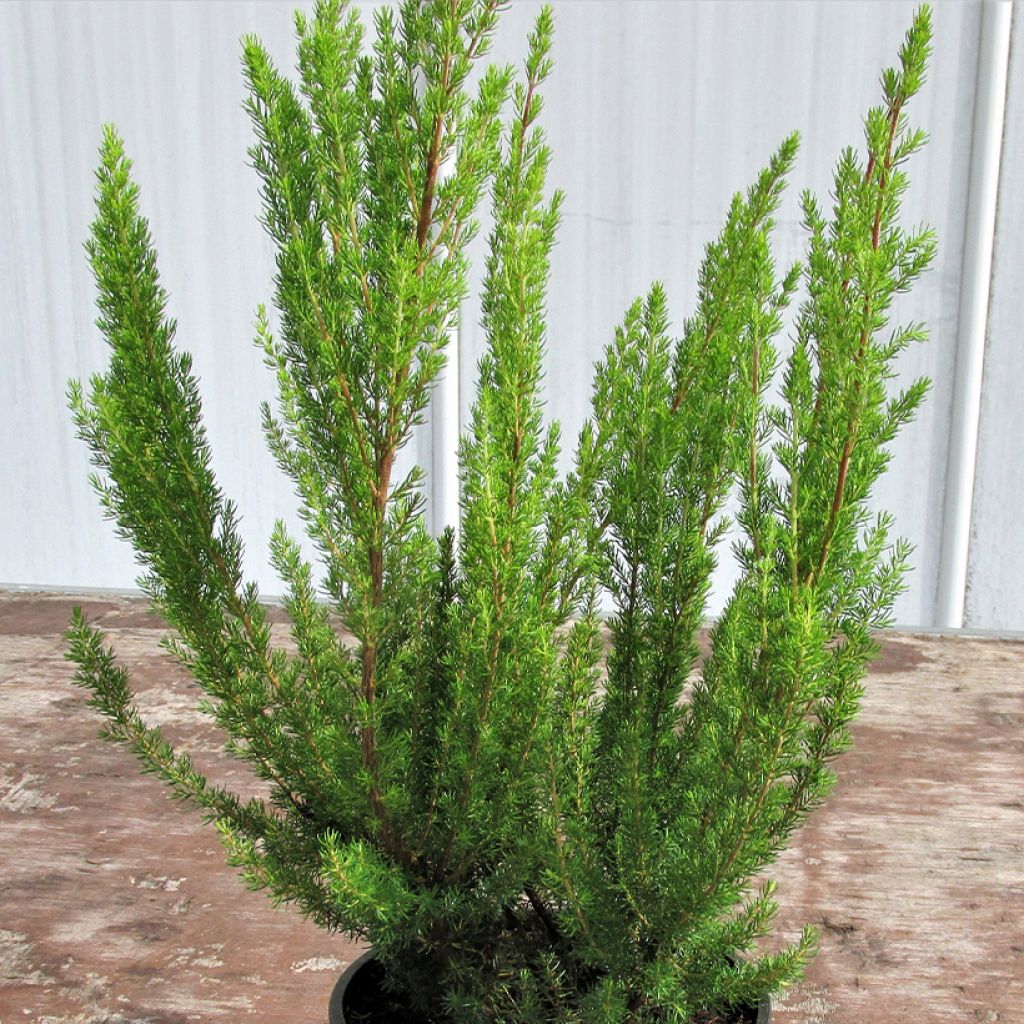 Erica arborea Alpina - Brezo blanco