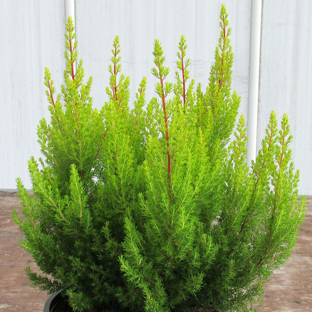 Erica arborea Estrella Gold - Brezo blanco