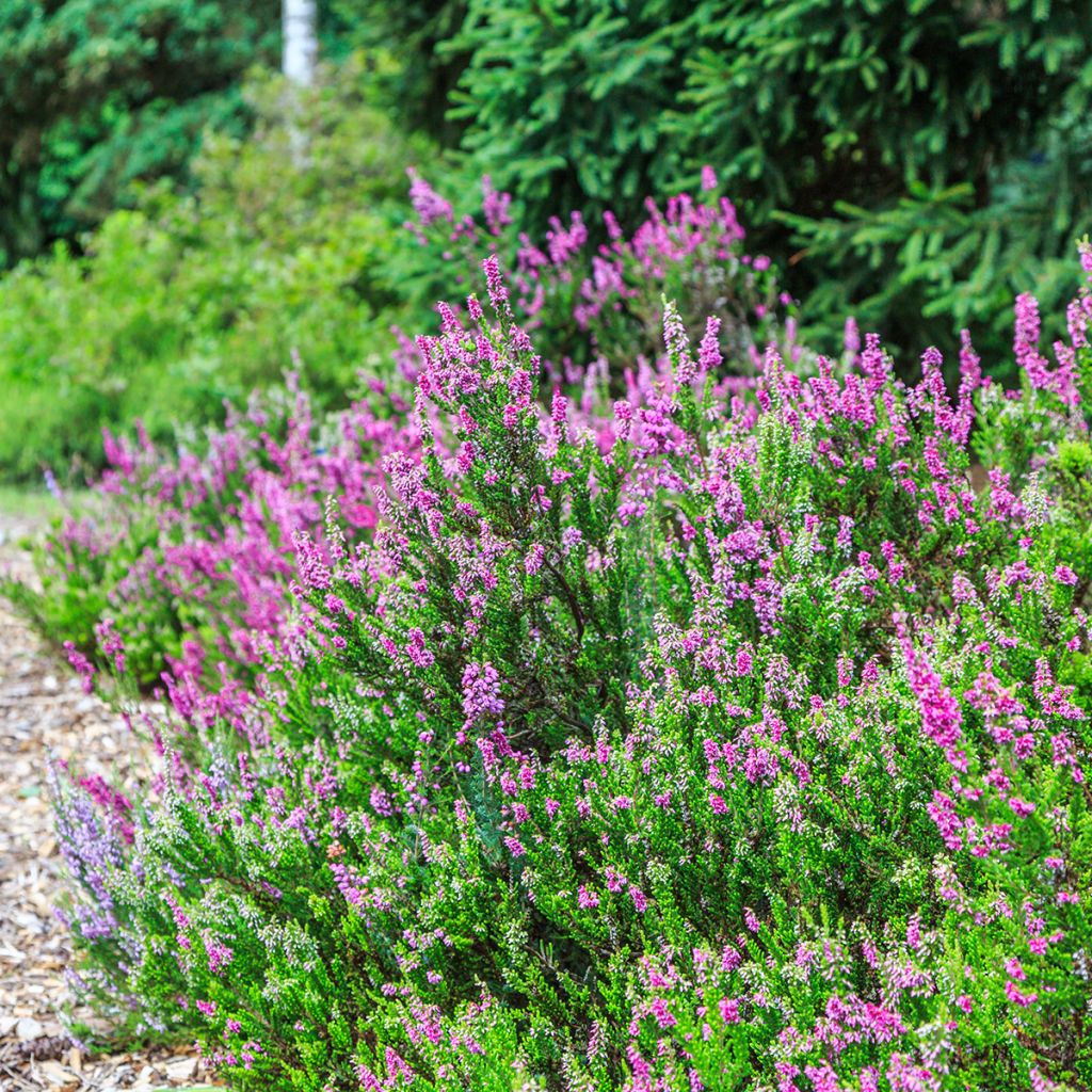 Erica carnea Foxhollow - Brezo vizcaíno