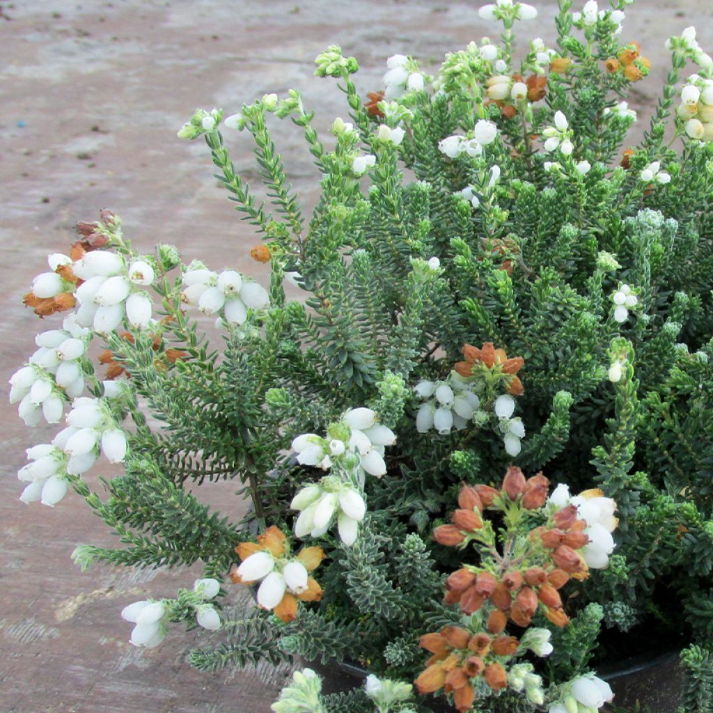 Erica tetralix Alba - Brezo de cuatro estambres