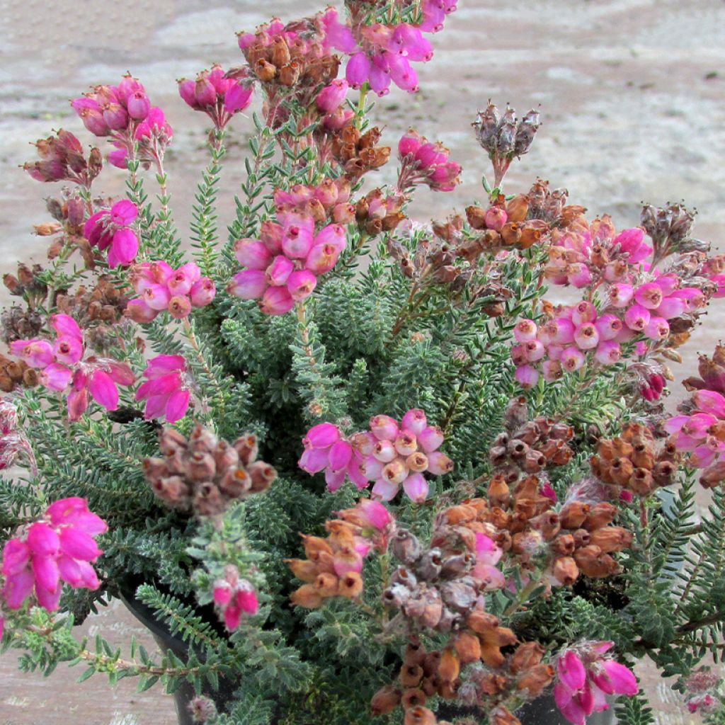 Erica tetralix Con Underwood - Brezo de cuatro estambres