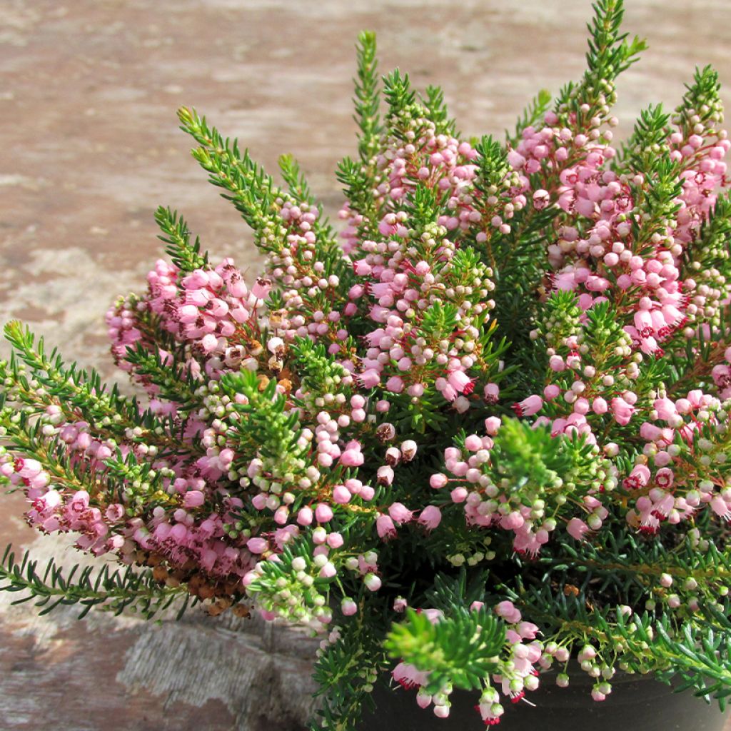 Erica vagans Pyrenees Pink - Brezo