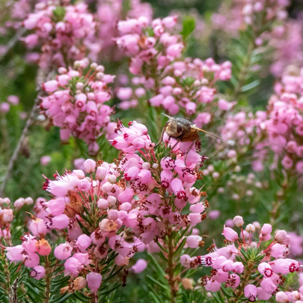 Erica vagans Pyrenees Pink - Brezo