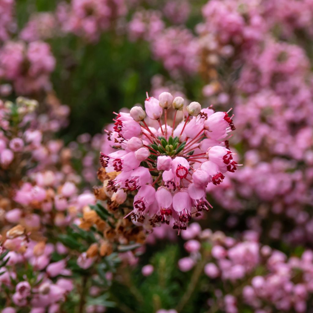 Erica vagans Pyrenees Pink - Brezo