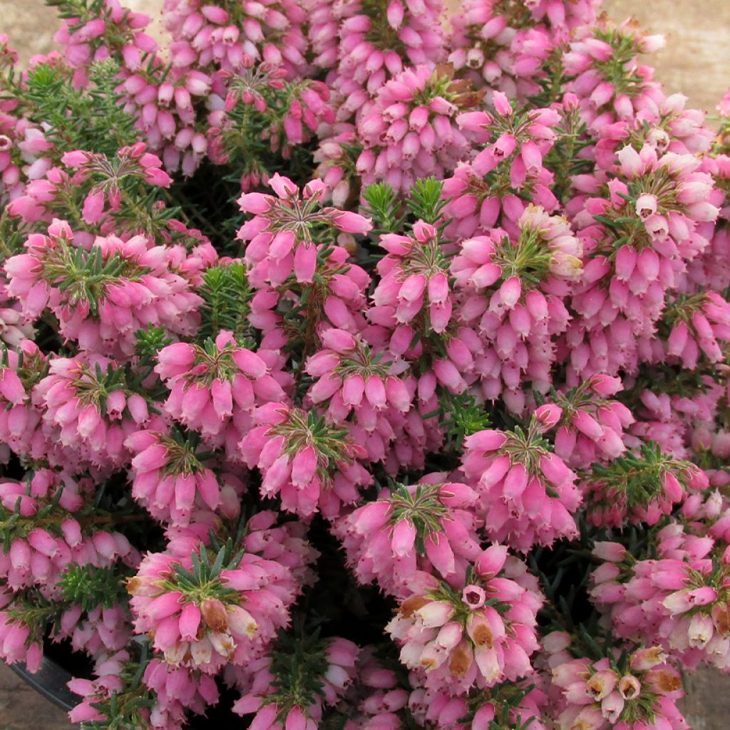 Erica williamsii Ken Wilson - Brezo