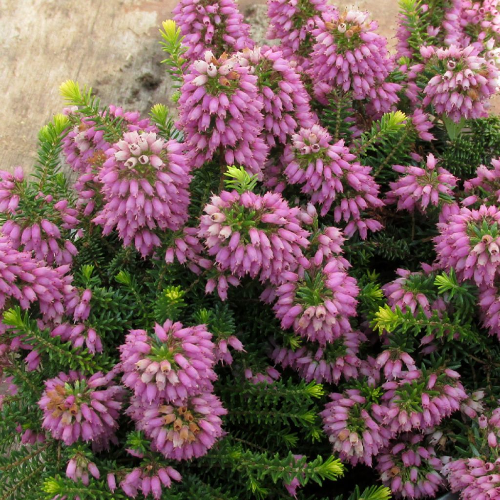 Erica williamsii P.D. Williams - Brezo