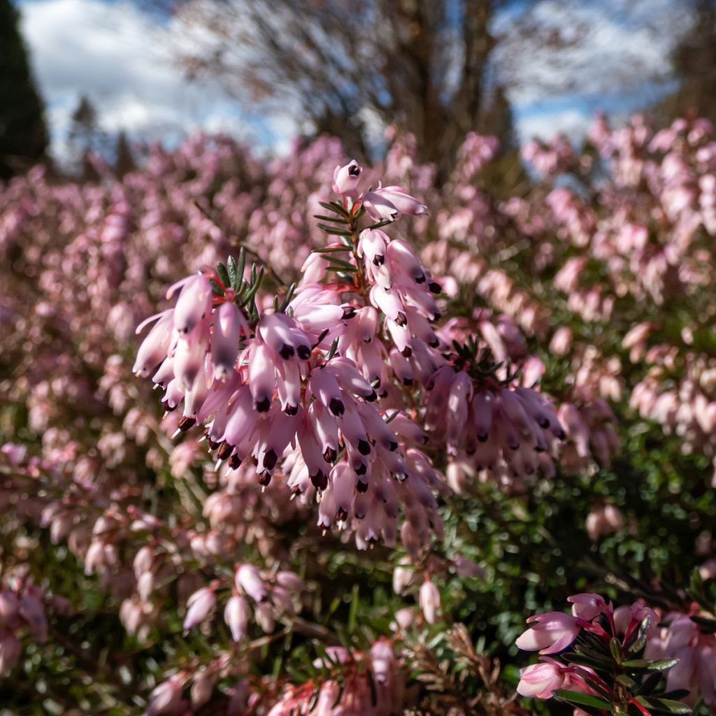 Erica carnea Pink Spangles - Brezo vizcaíno