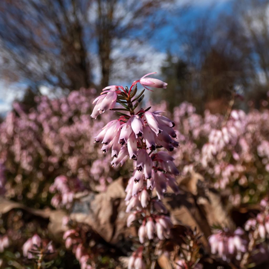 Erica carnea Pink Spangles - Brezo vizcaíno