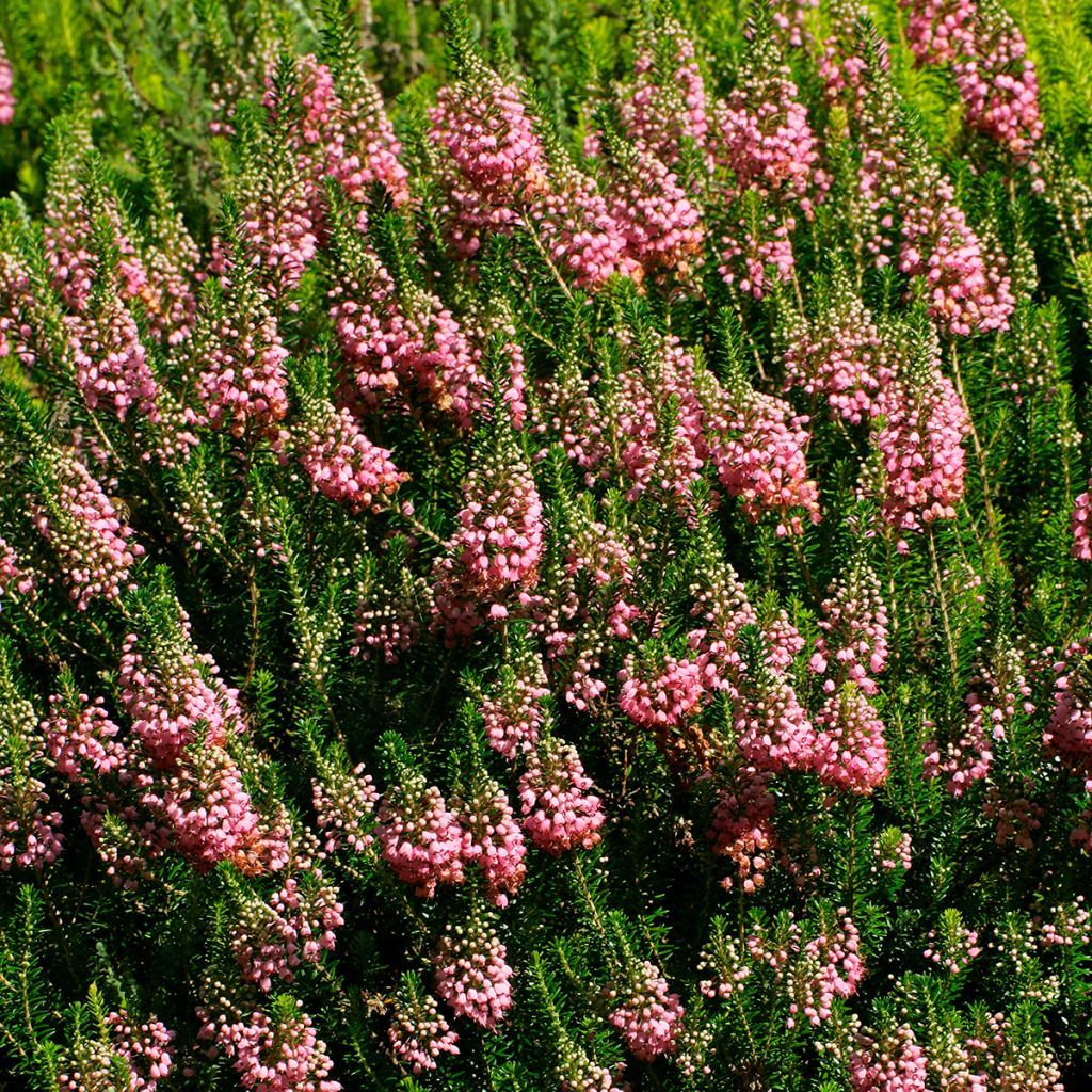 Erica vagans St Keverne - Brezo