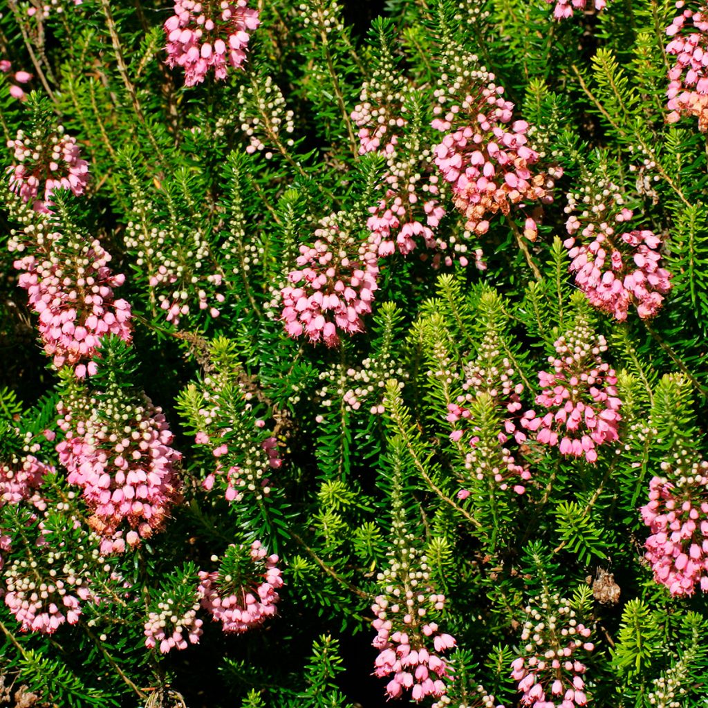 Erica vagans St Keverne - Brezo