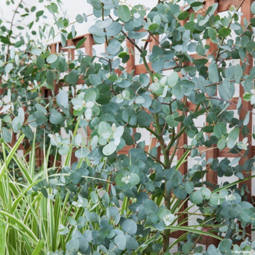 Eucalyptus gunnii - Eucalipto de Gunn