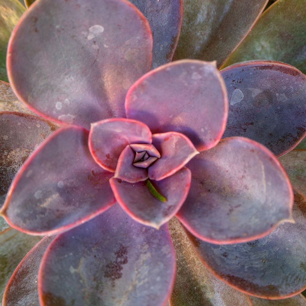 Echeveria Perle Von Nürnberg