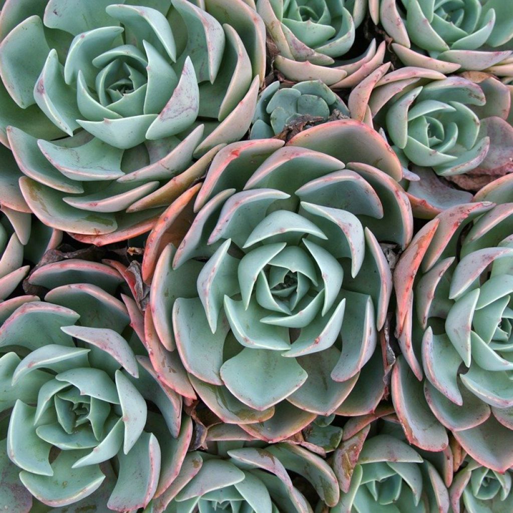 Echeveria elegans Rose