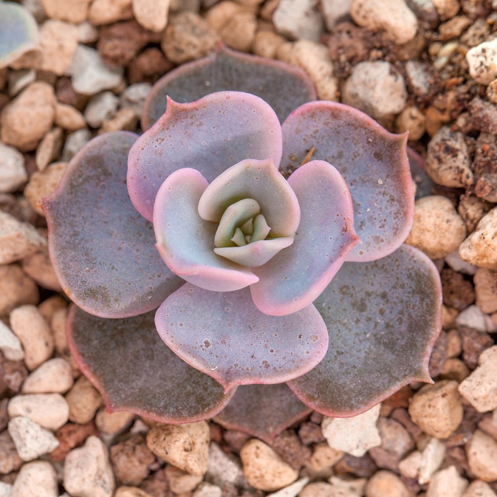 Echeveria lilacina