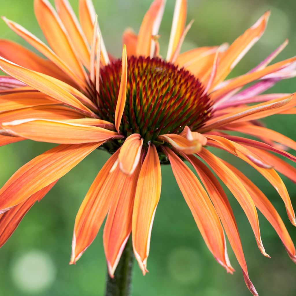 Echinacea Art s Pride - Rudbeckia pourpre