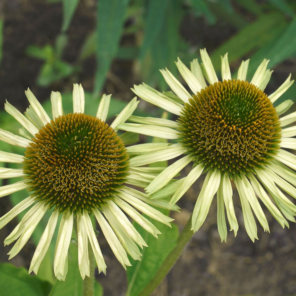 Echinacea purpurea Avalanche