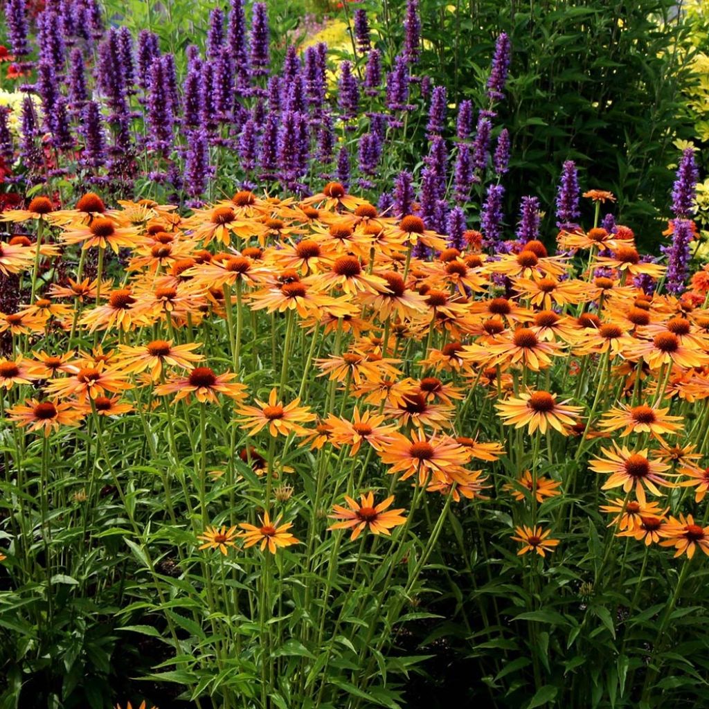 Echinacea Big Kahuna