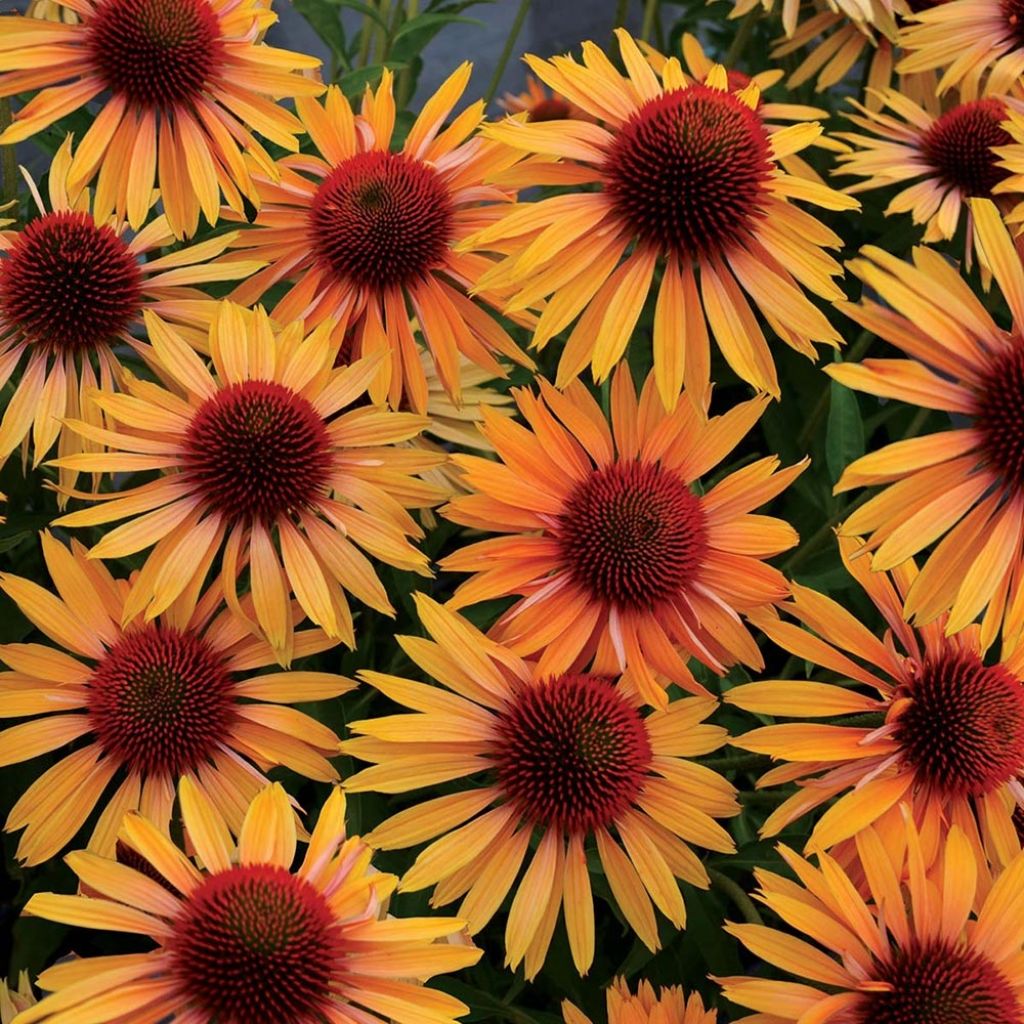 Echinacea Big Kahuna